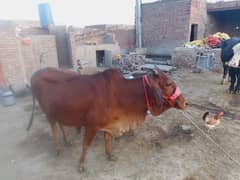 Cow / Gay / Jersey Cow / Gaee / گائے / فروخت کے لیے گائے