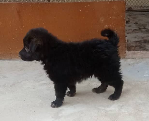 Long Coat German Shepherd Puppy - 45 Days Old (Female) 0