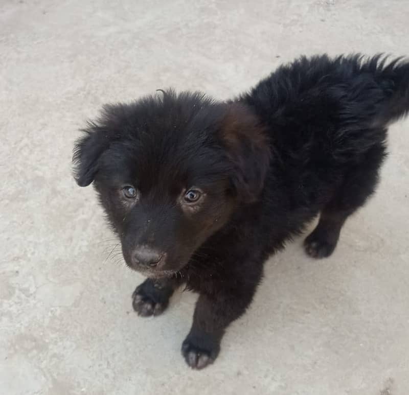 Long Coat German Shepherd Puppy - 45 Days Old (Female) 5