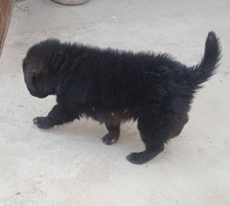 Long Coat German Shepherd Puppy - 45 Days Old (Female) 6