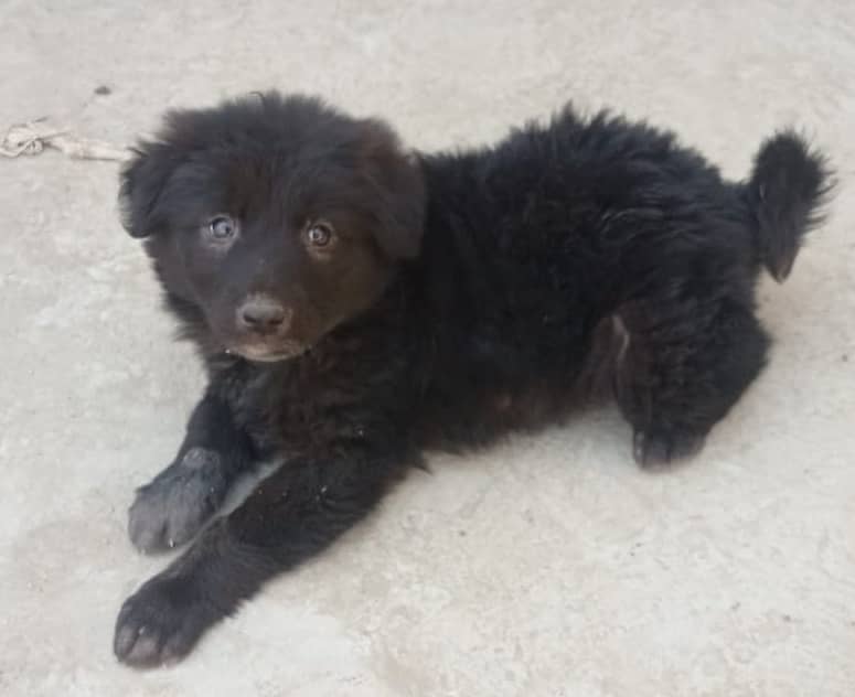 Long Coat German Shepherd Puppy - 45 Days Old (Female) 7