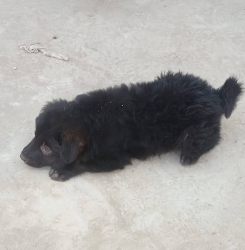 Long Coat German Shepherd Puppy - 45 Days Old (Female) 9