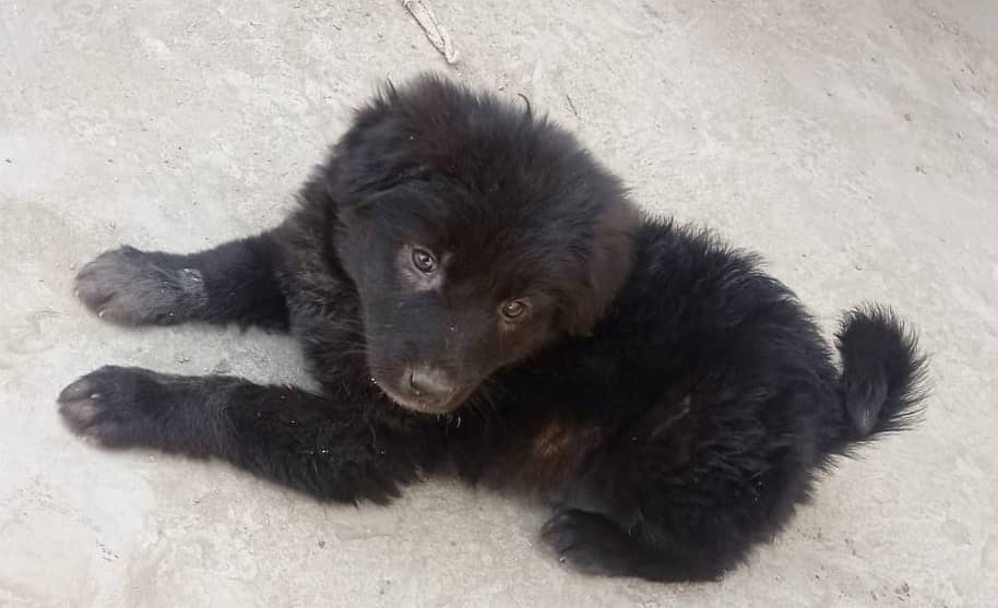 Long Coat German Shepherd Puppy - 45 Days Old (Female) 10