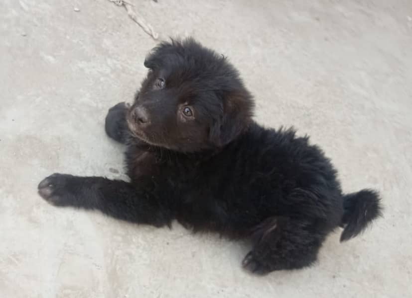 Long Coat German Shepherd Puppy - 45 Days Old (Female) 12