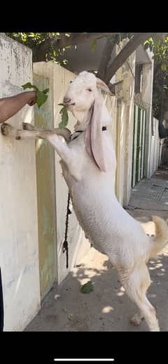 gulabi male Bakra Khasi