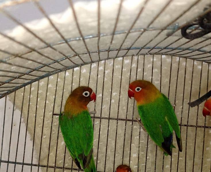 love bird 2