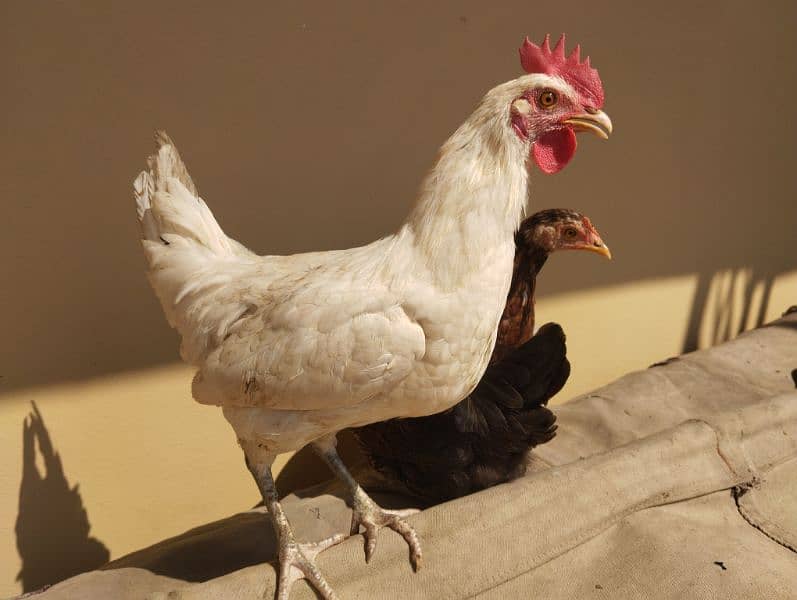 Desi hens for sale 0