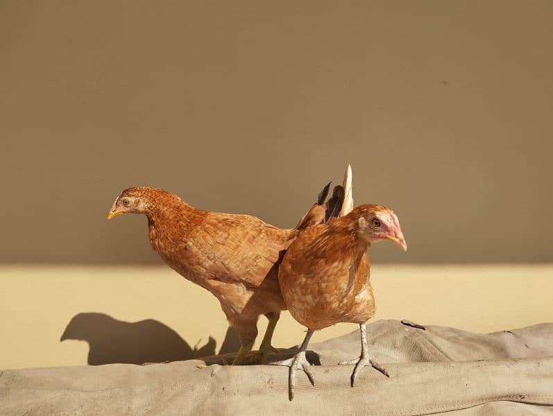 Desi hens for sale 3