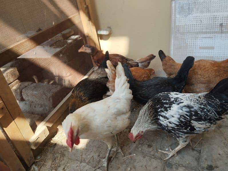 Desi hens for sale 6