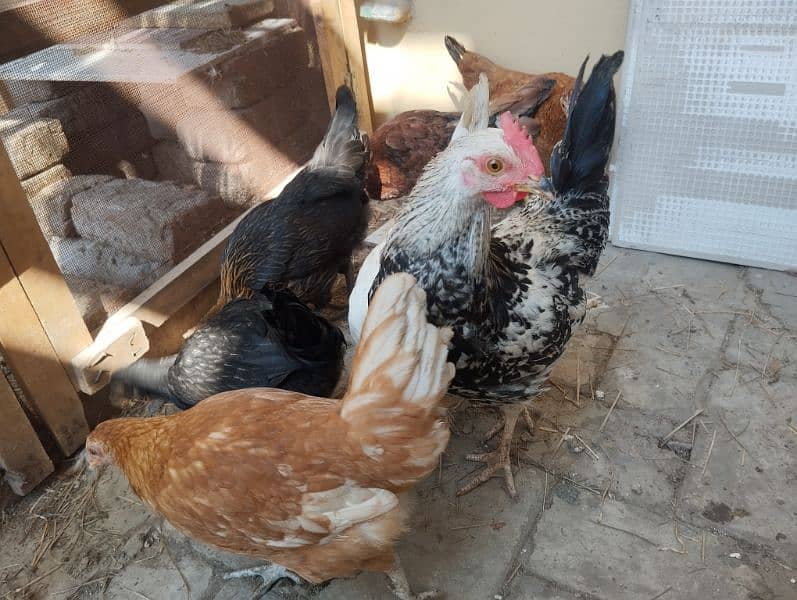 Desi hens for sale 7