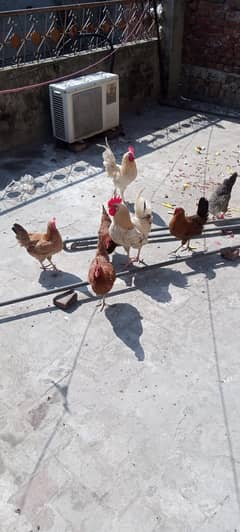 Desi Hens