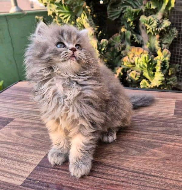 Persian kittens for sale Only contact whatup ,03292450497 1