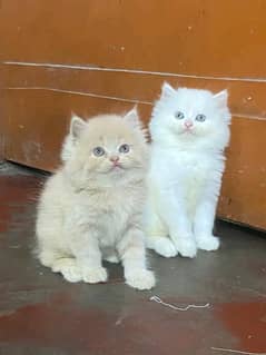 Persian kittens triple coat pair for sale contact whatsap 03292450894