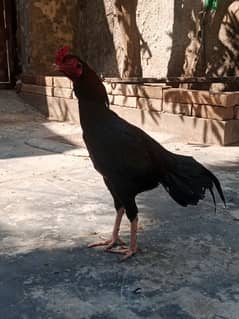 Black mushka Aseel and Lakha Mianwali Murgha Rooster