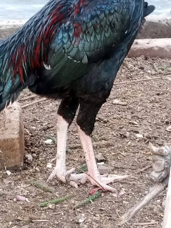 Black mushka Aseel and Lakha Mianwali Murgha Rooster 1