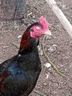 Black mushka Aseel and Lakha Mianwali Murgha Rooster