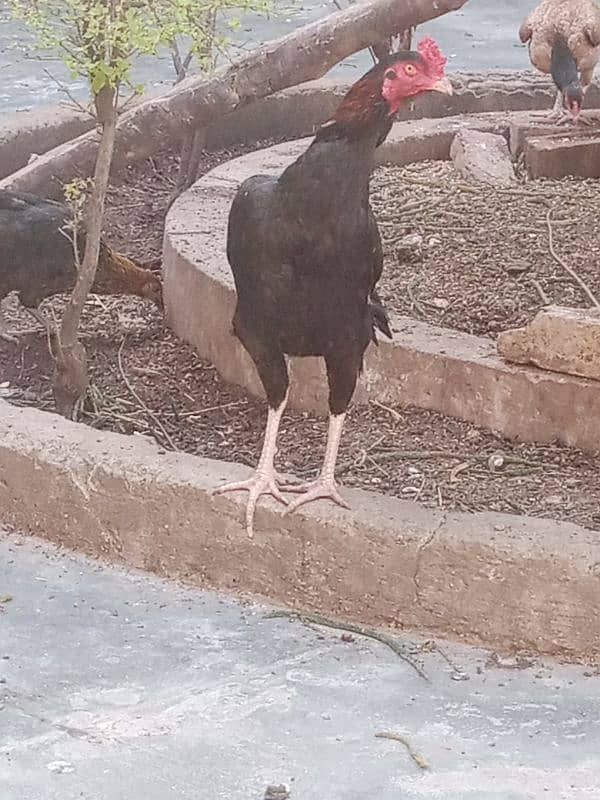 Black mushka Aseel and Lakha Mianwali Murgha Rooster 3