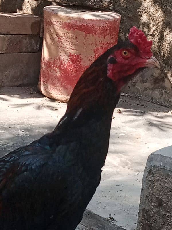 Black mushka Aseel and Lakha Mianwali Murgha Rooster 4