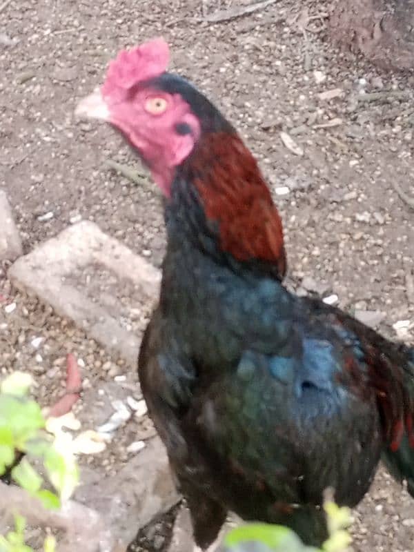 Black mushka Aseel and Lakha Mianwali Murgha Rooster 5