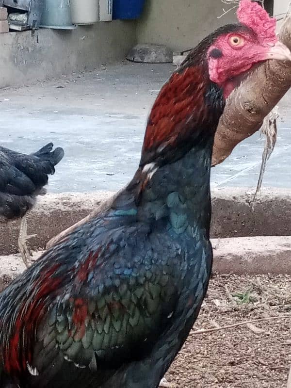 Black mushka Aseel and Lakha Mianwali Murgha Rooster 6