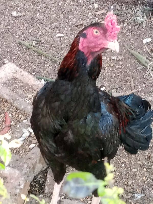 Black mushka Aseel and Lakha Mianwali Murgha Rooster 7