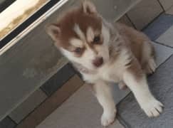 husky puppy for sale