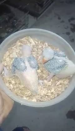 Green RINGNECK chicks