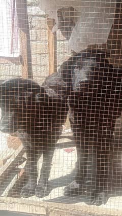 Labrador pair age 5 months