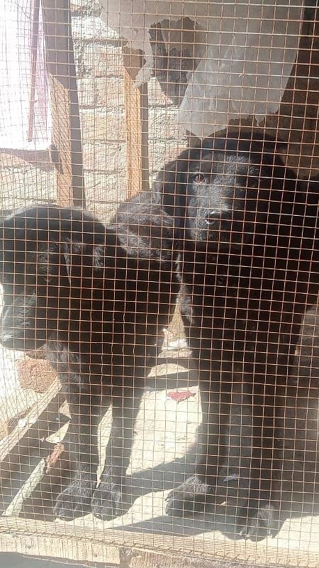 Labrador pair age 5 months 0