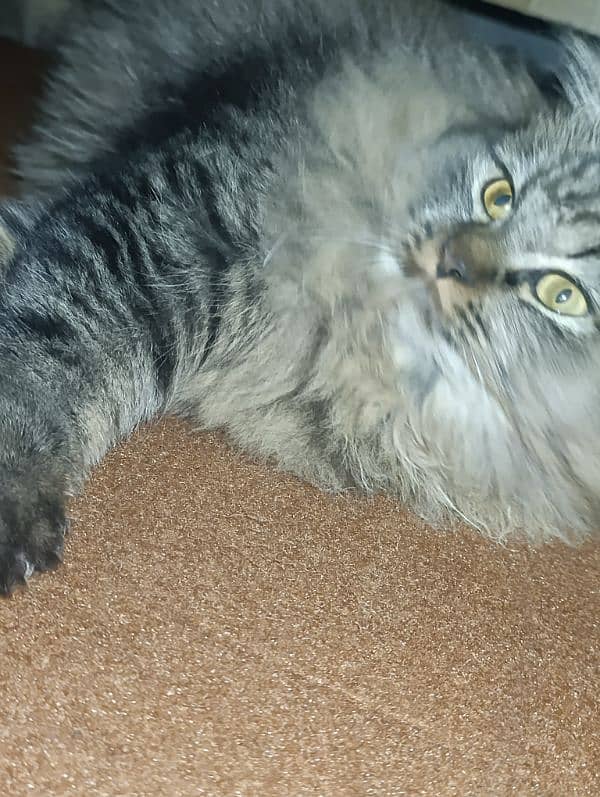 persian cat for sale 1