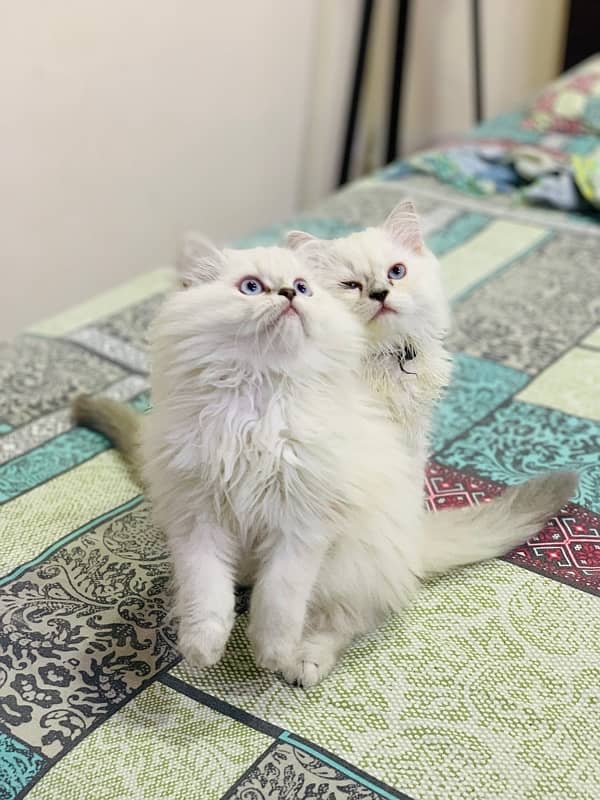 himalayan male and female 3