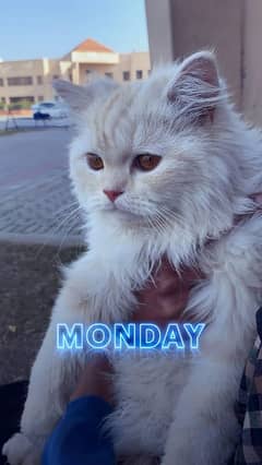 Male Persian cat for sale