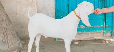 Rajanpuri Bakra For Sale CALL "03134947622