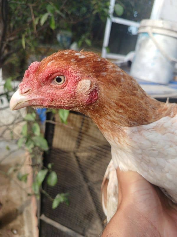 white female santol pair 3