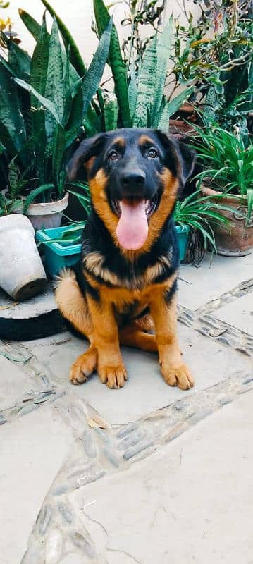 German shepherd female 2