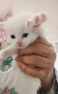 White Persian kitten | persian cat babies | Kittens For SALE