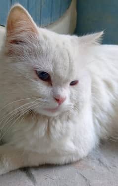 persian breed