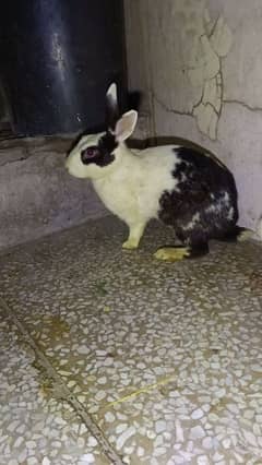 Rabbit pairs for sale