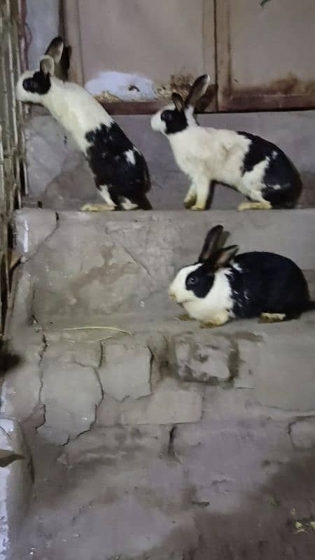 Rabbit pairs for sale 1