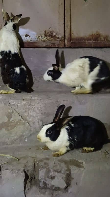 Rabbit pairs for sale 2