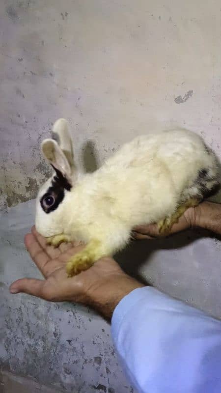 Rabbit pairs for sale 3