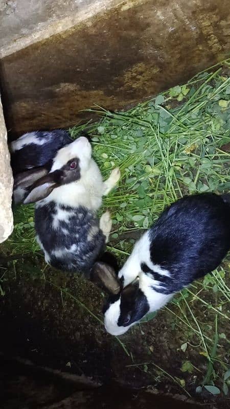 Rabbit pairs for sale 7