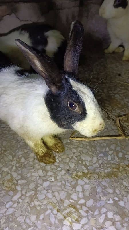 Rabbit pairs for sale 8