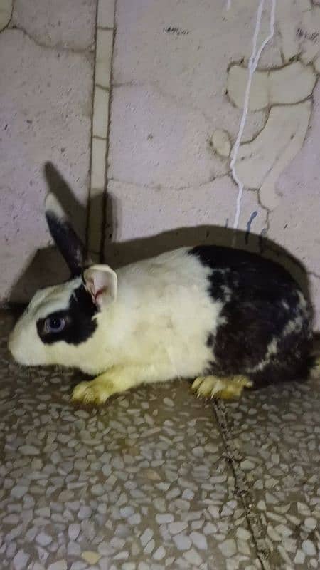 Rabbit pairs for sale 9