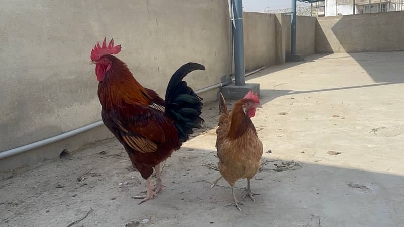 desi breeder murgha with 2 egg laying hens 0