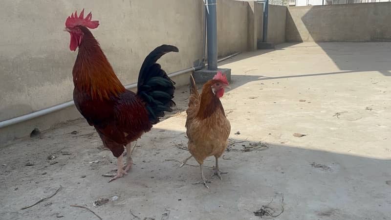 desi breeder murgha with 2 egg laying hens 1