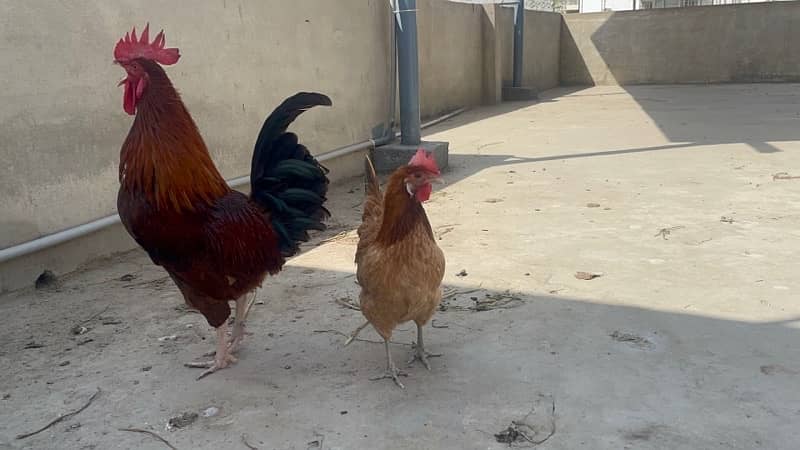 desi breeder murgha with 2 egg laying hens 2