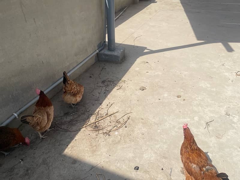 desi breeder murgha with 2 egg laying hens 3