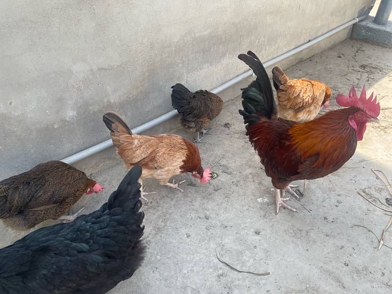 desi breeder murgha with 2 egg laying hens 4