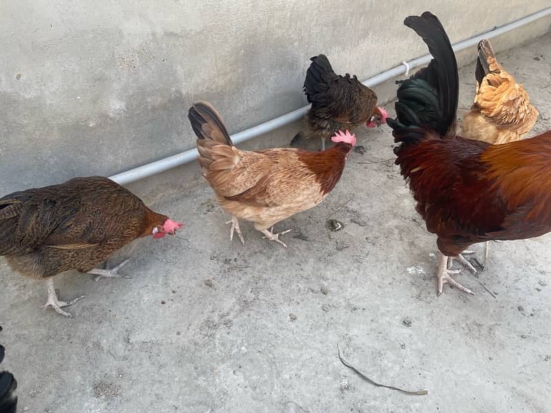 desi breeder murgha with 2 egg laying hens 5